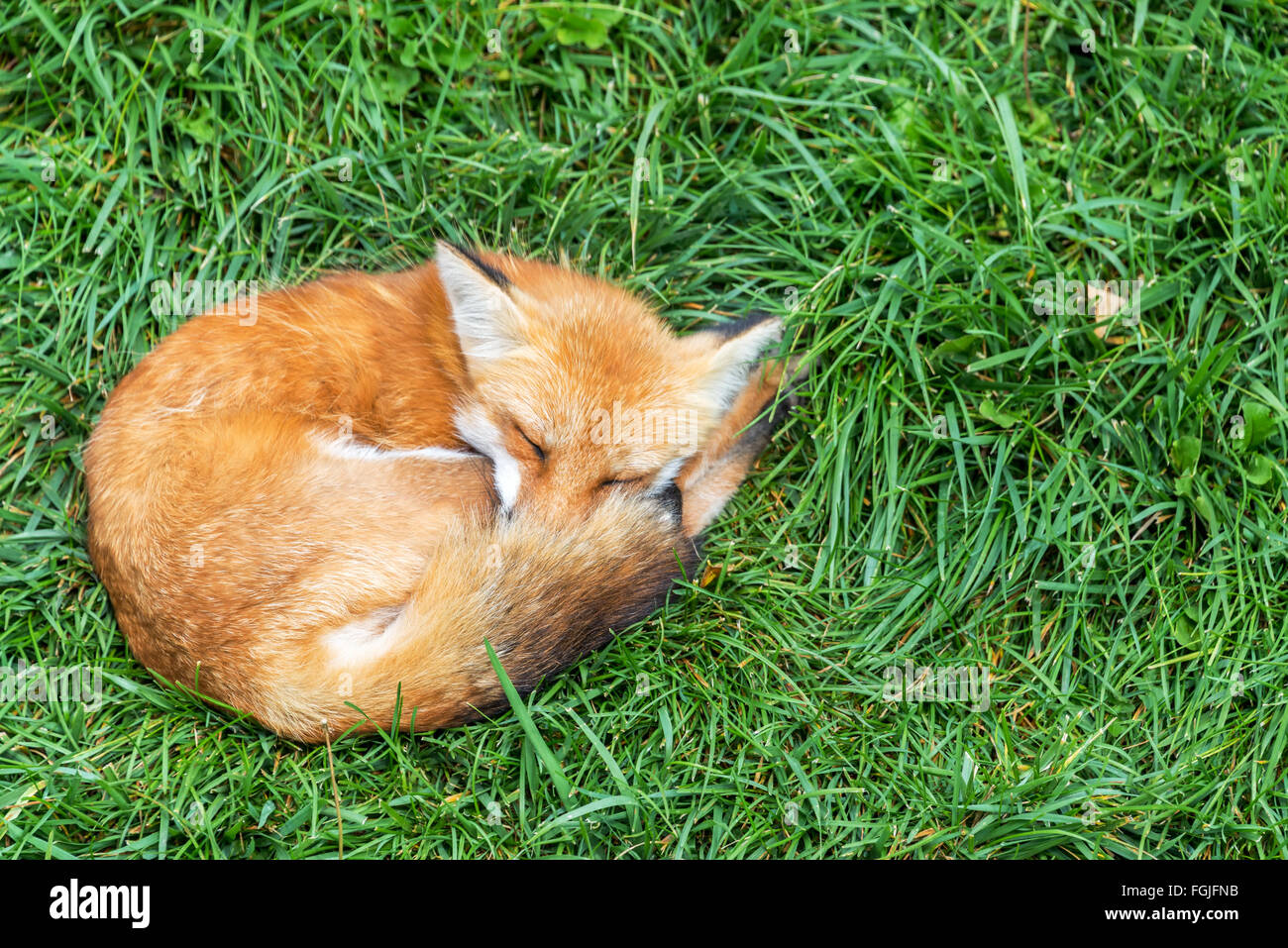 Fox relaxing in a field of green grass Stock Photo