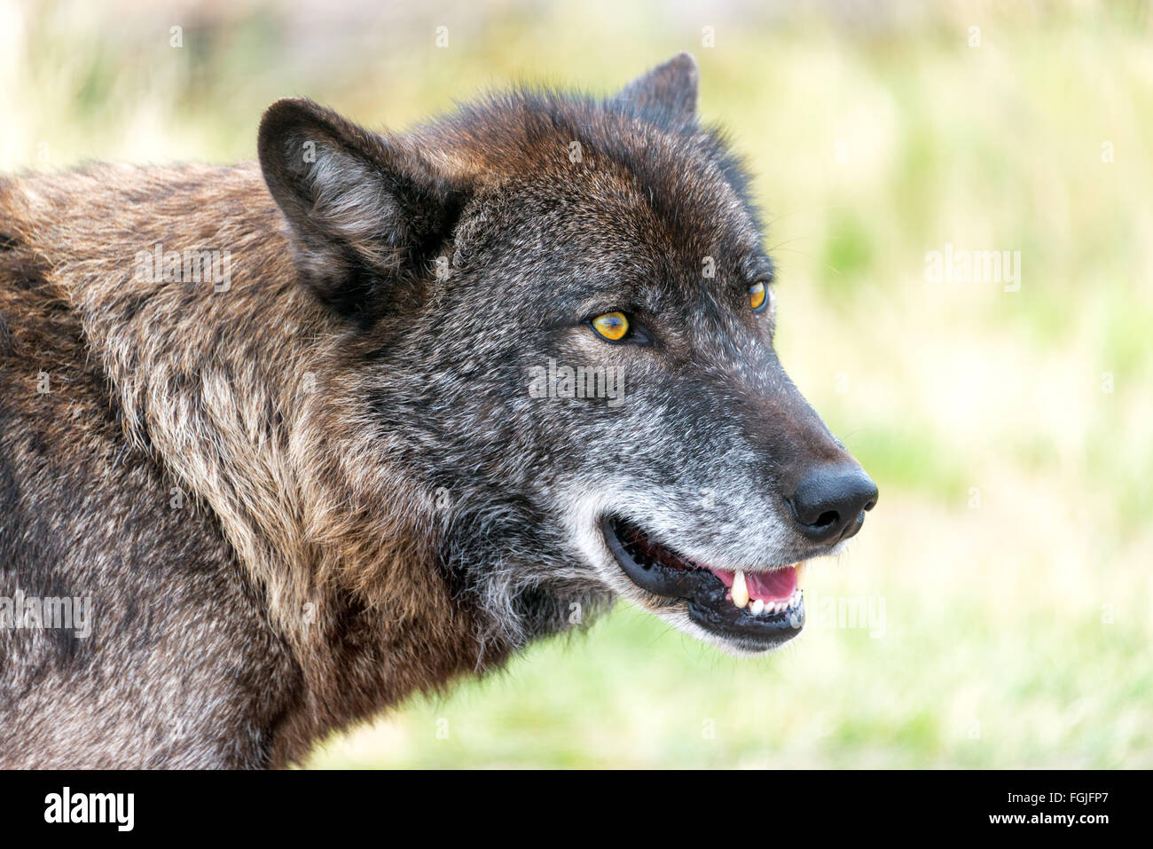 Closeup view of the face of a gray wolf Stock Photo