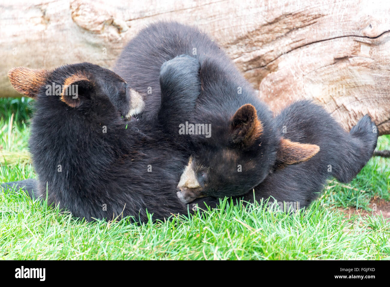 Baby american black bear hi-res stock photography and images - Alamy