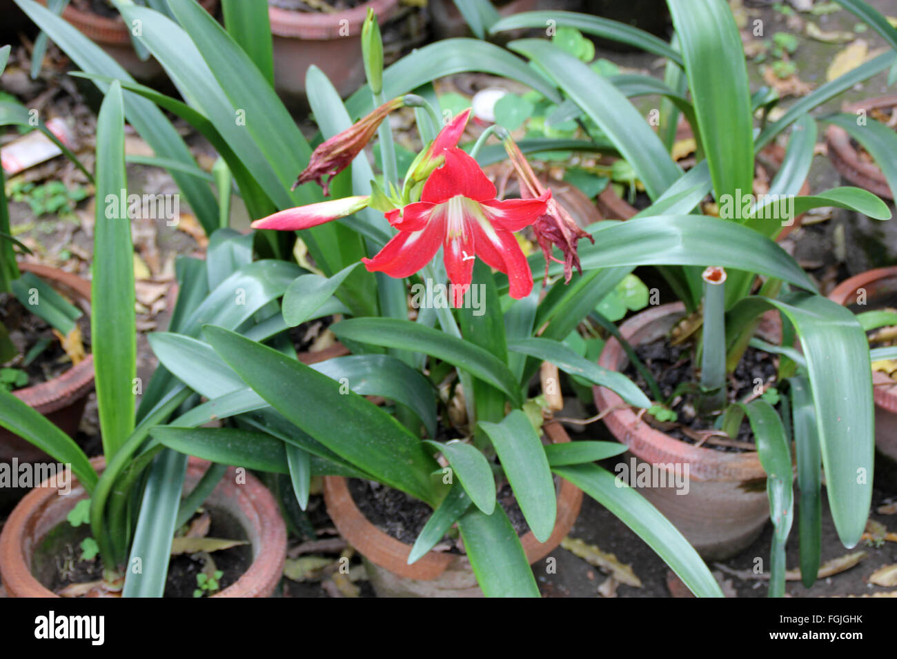 Hippeastrum reginae, Garden Amaryllis, bulbous ornamental herb, with strap shaped leaves and orange red flowers, in umbel Stock Photo