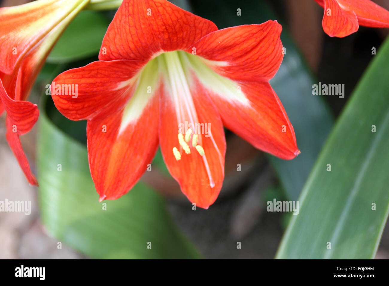 Hippeastrum reginae, Garden Amaryllis, bulbous ornamental herb, with strap shaped leaves and orange red flowers, in umbel Stock Photo