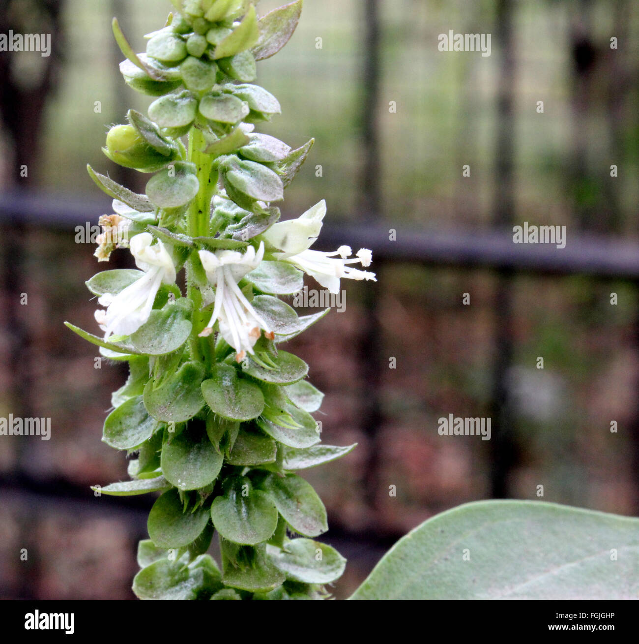 Ocimum basilicum, sweet basil, aromatic annual herb with opposite green