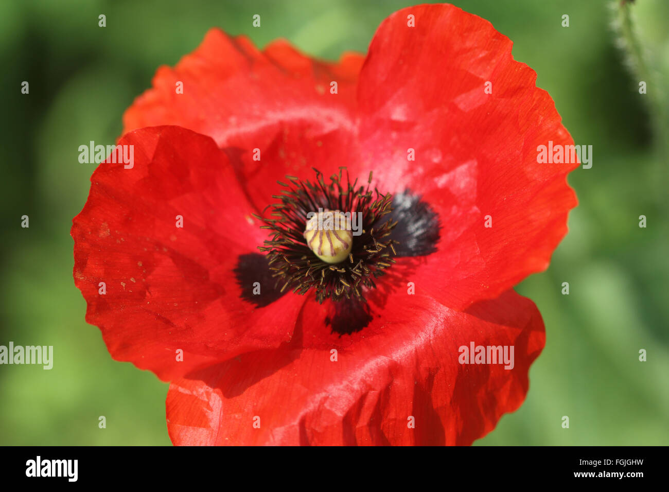 Papaver rhoeas, Corn poppy, common poppy, Cultivated annual herb with pinnately divided leaves and red flowers on long stalks Stock Photo