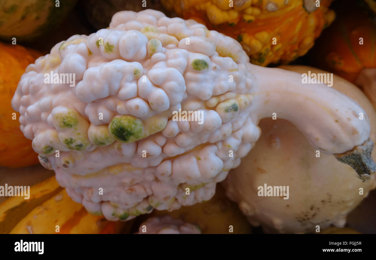 Cucurbita pepo, warty long neck gourd, family Cucurbitaceae, ornamental gourd produced on a vine with tendrils, yellow flowers a Stock Photo