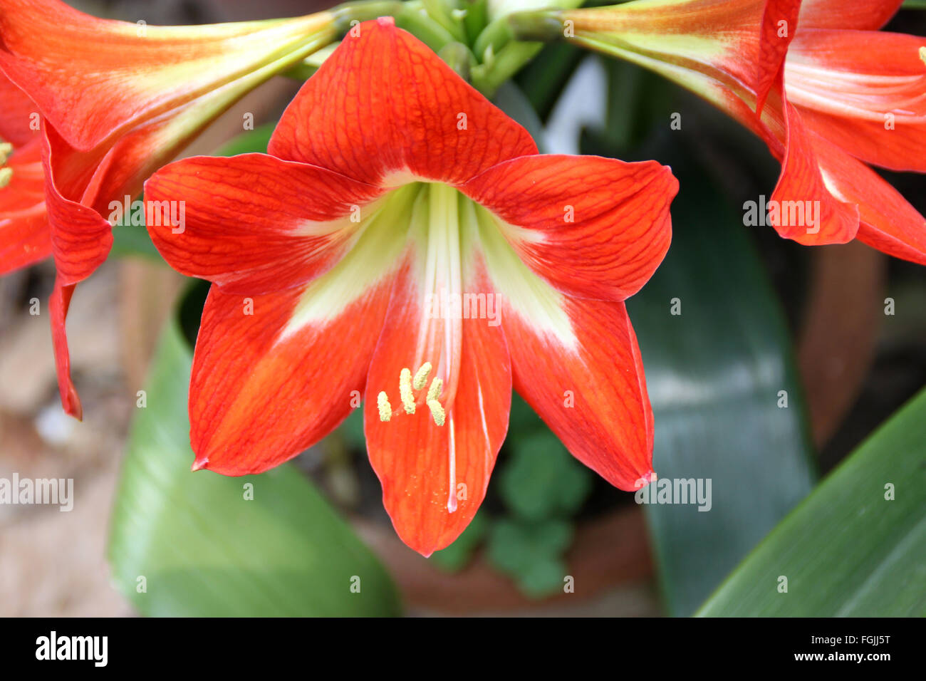 Hippeastrum reginae, Garden amaryllis lily, bulbous herbaceous plant with strap shaped leaves and orange red flowers in umbels Stock Photo