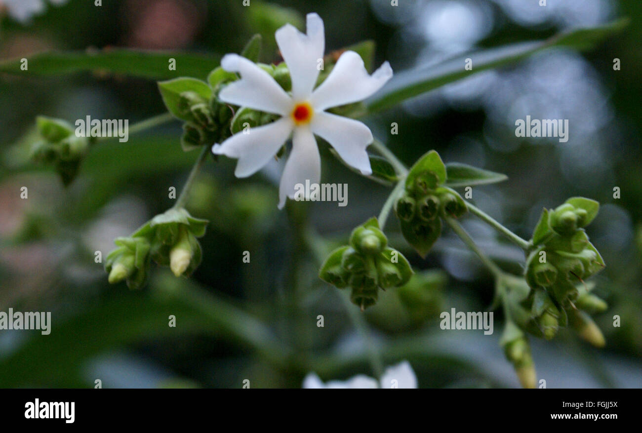 Nyctanthes arbor-tristis, Night-Flowering-Jasmine, shrub or tree with opposite leaves and white star-shaped 6-8 lobed flowers Stock Photo
