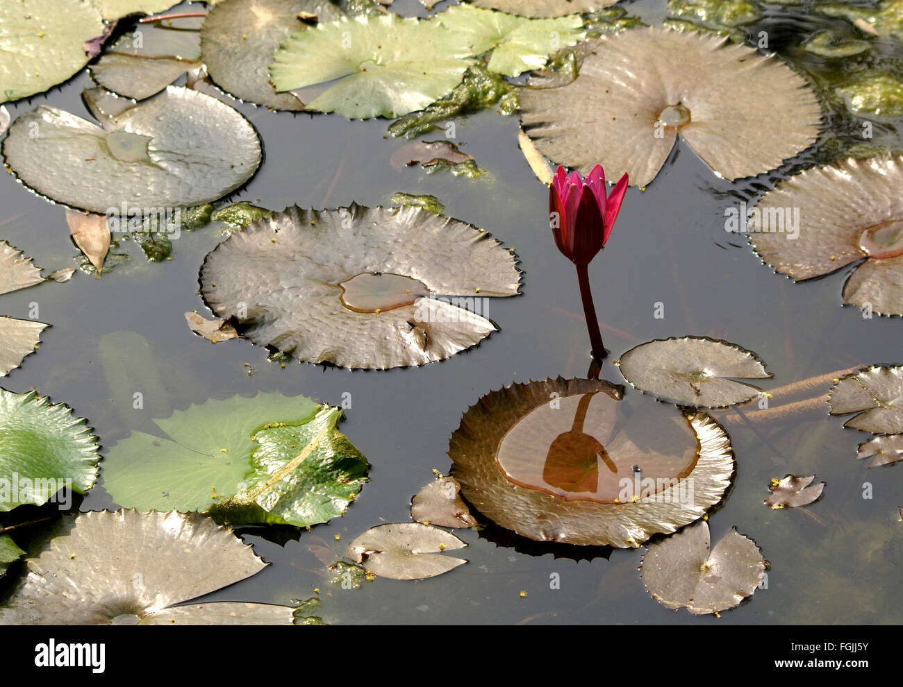 Nymphaea pubescens, hairy water-lily, pink water-lily, aquatic rhizomatous plant with rounded finely toothed leaves, pink flower Stock Photo