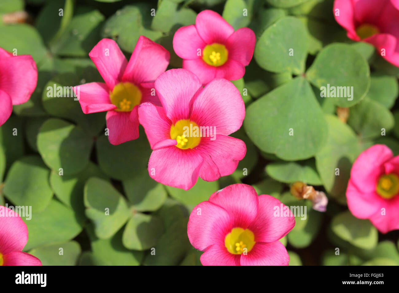 Oxalis purpurea, Purple sorrel, grand duchess sorrel, Perennial herb with underground bulbs, trifoliate leaves and pink flowers Stock Photo