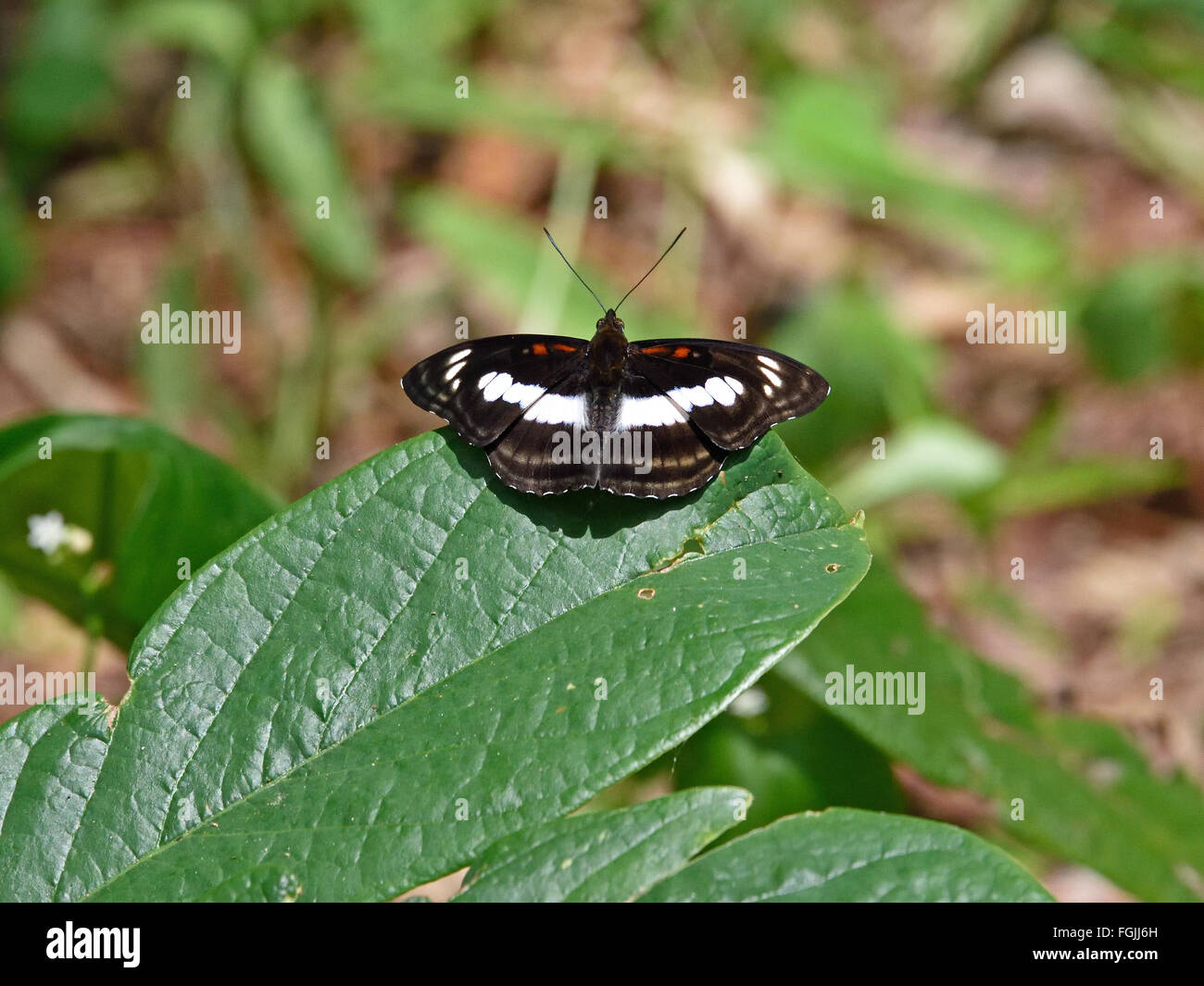 A male Staff Sargeant Butterfly (Nymphalidae) sunning itself on a leaf in Thailand Stock Photo