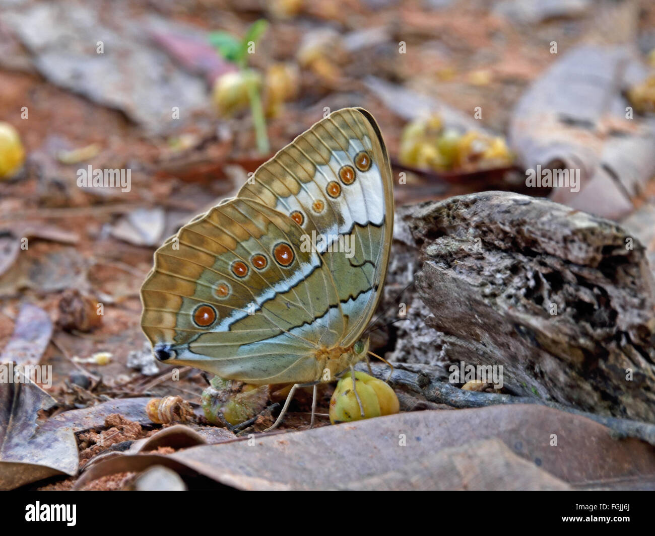 A Jungle Queen Butterfly (Stichophthalma louisa) drinking from a fallen fruit on the forest floor on N E Thailand Stock Photo