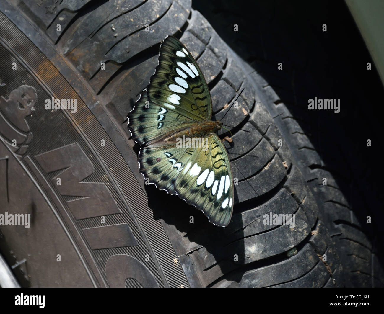 Banded Duke Butterfly (Euthalia byakko) resting on the tyre of my car in a forest in Thailand Stock Photo