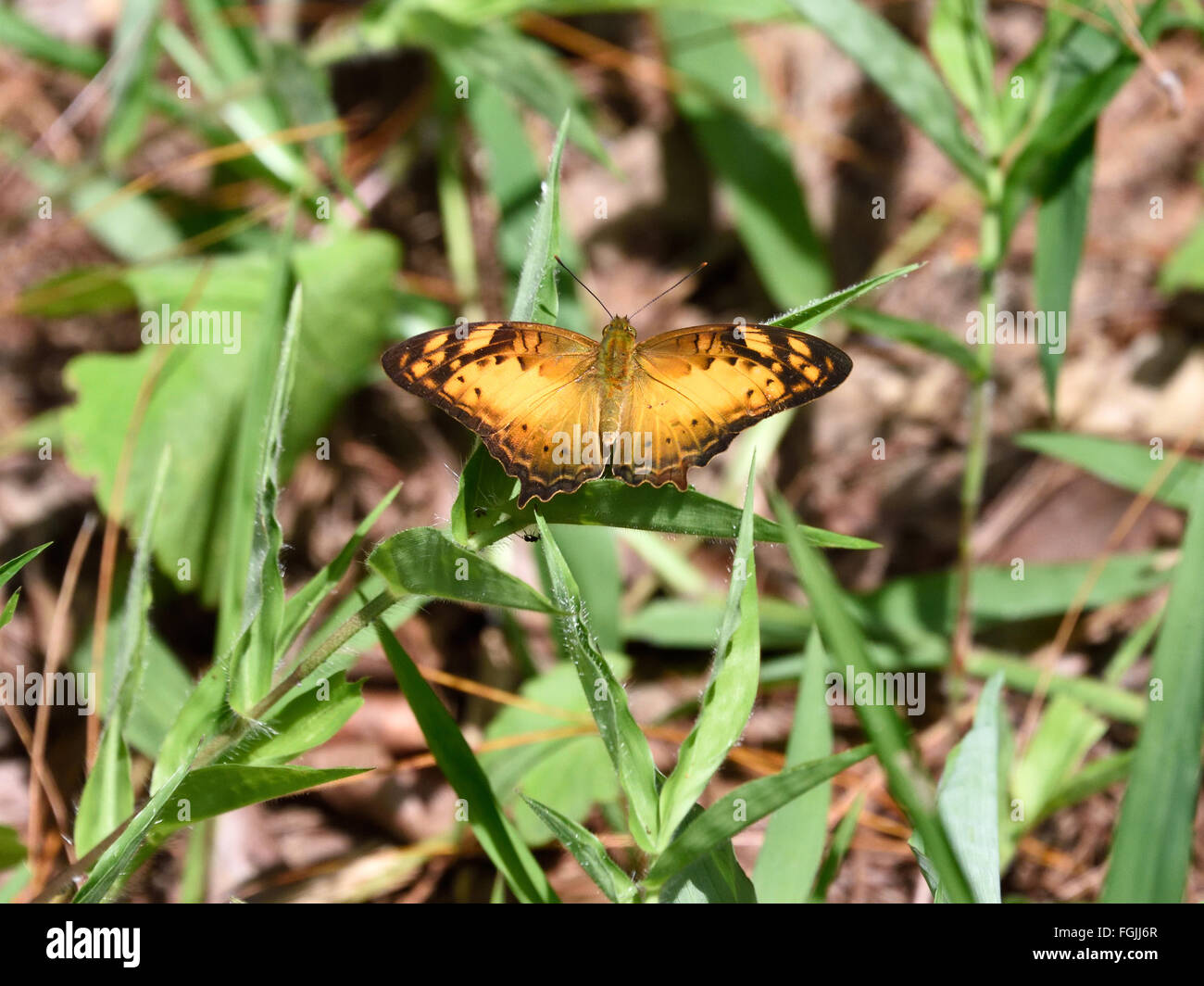 The Vagrant Butterfly (Vagana egista) sunning itself in Thailand Stock Photo