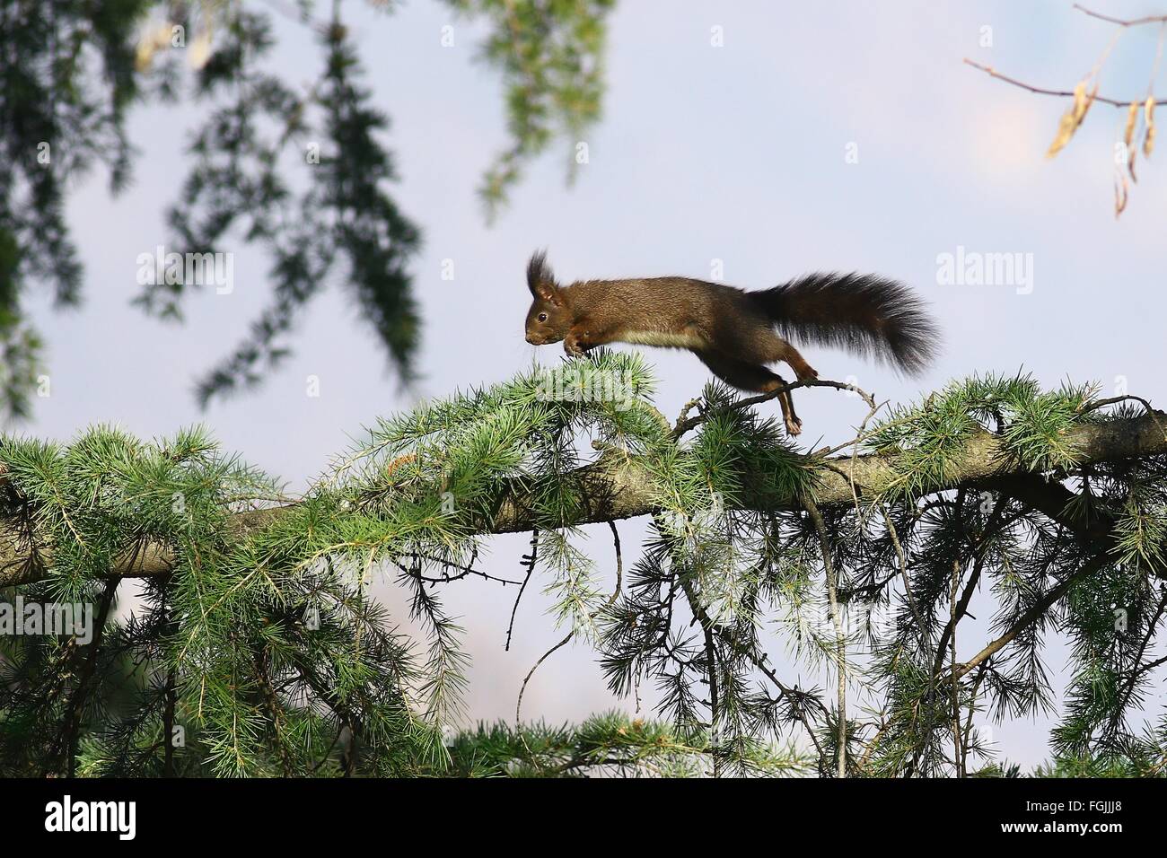 Squirrel running and jumping on a pine tree branch Stock Photo Alamy