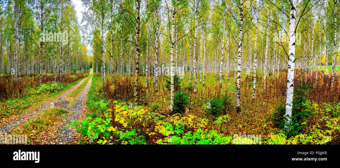 Syksyinen koivumetsä juvalla ||| Autumn birch forest in Juva Stock Photo