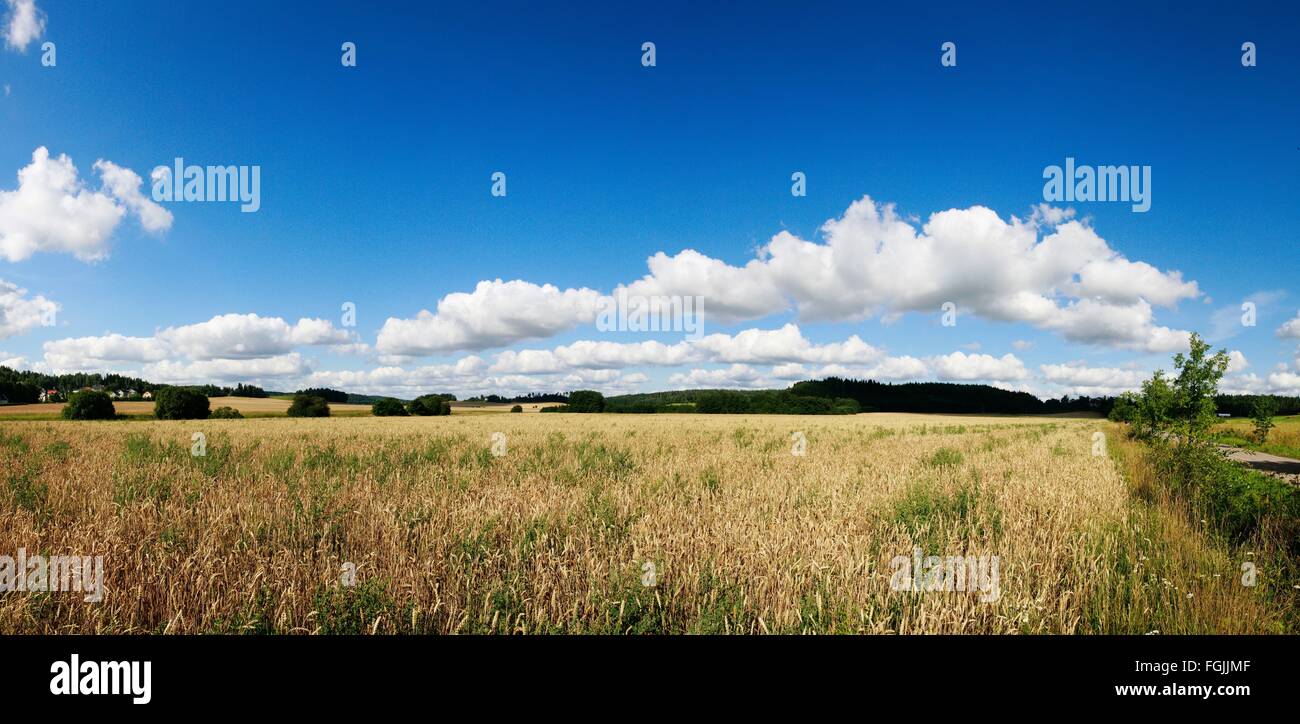 The field in the Finnish countryside Stock Photo