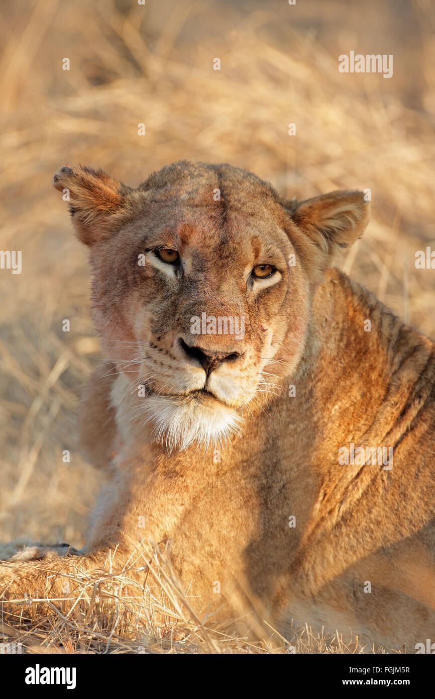 Portrait of a lioness (Panthera leo), Sabie-Sand nature reserve, South Africa Stock Photo