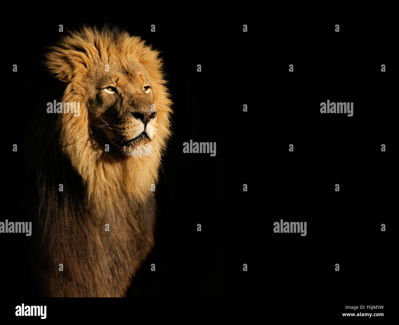 Portrait of a big male African lion (Panthera leo) against a black background, South Africa Stock Photo