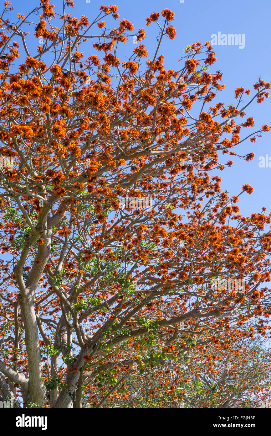 Blooming coral trees in San Diego, California Stock Photo