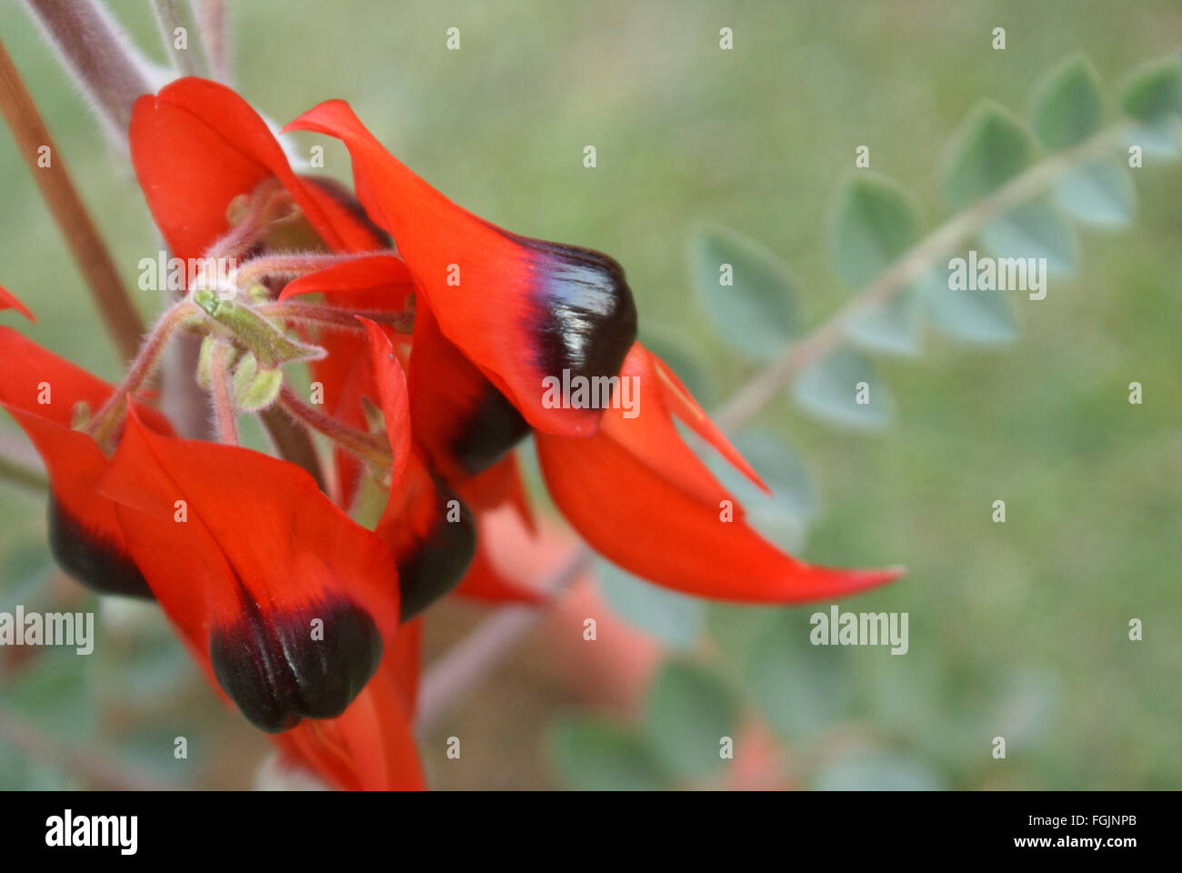 Swainsona formosa, Sturt's Desert Pea, ornamental with bright red narrow beaked flowers with black bosses Stock Photo