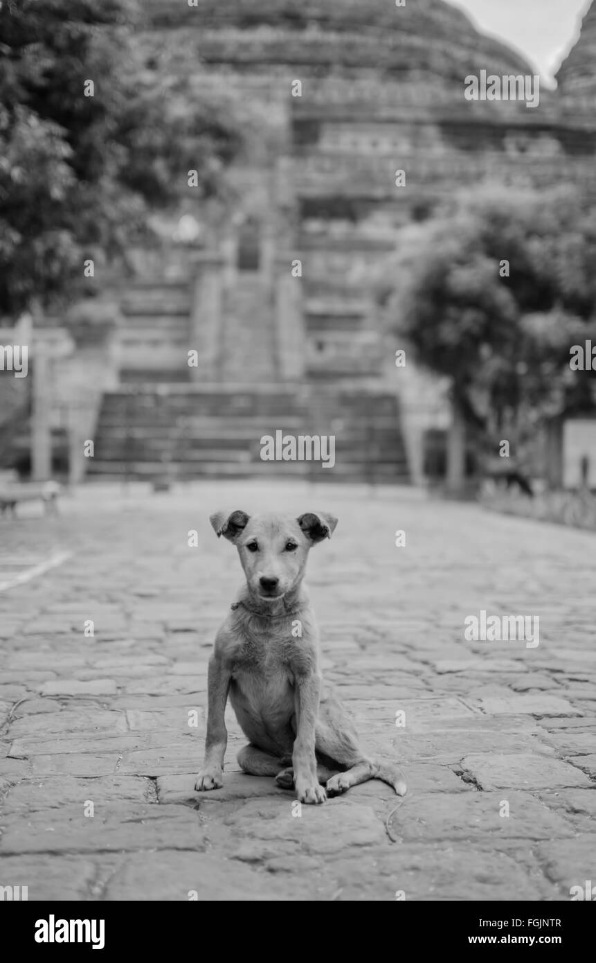 A dog in front of a pagoda Stock Photo