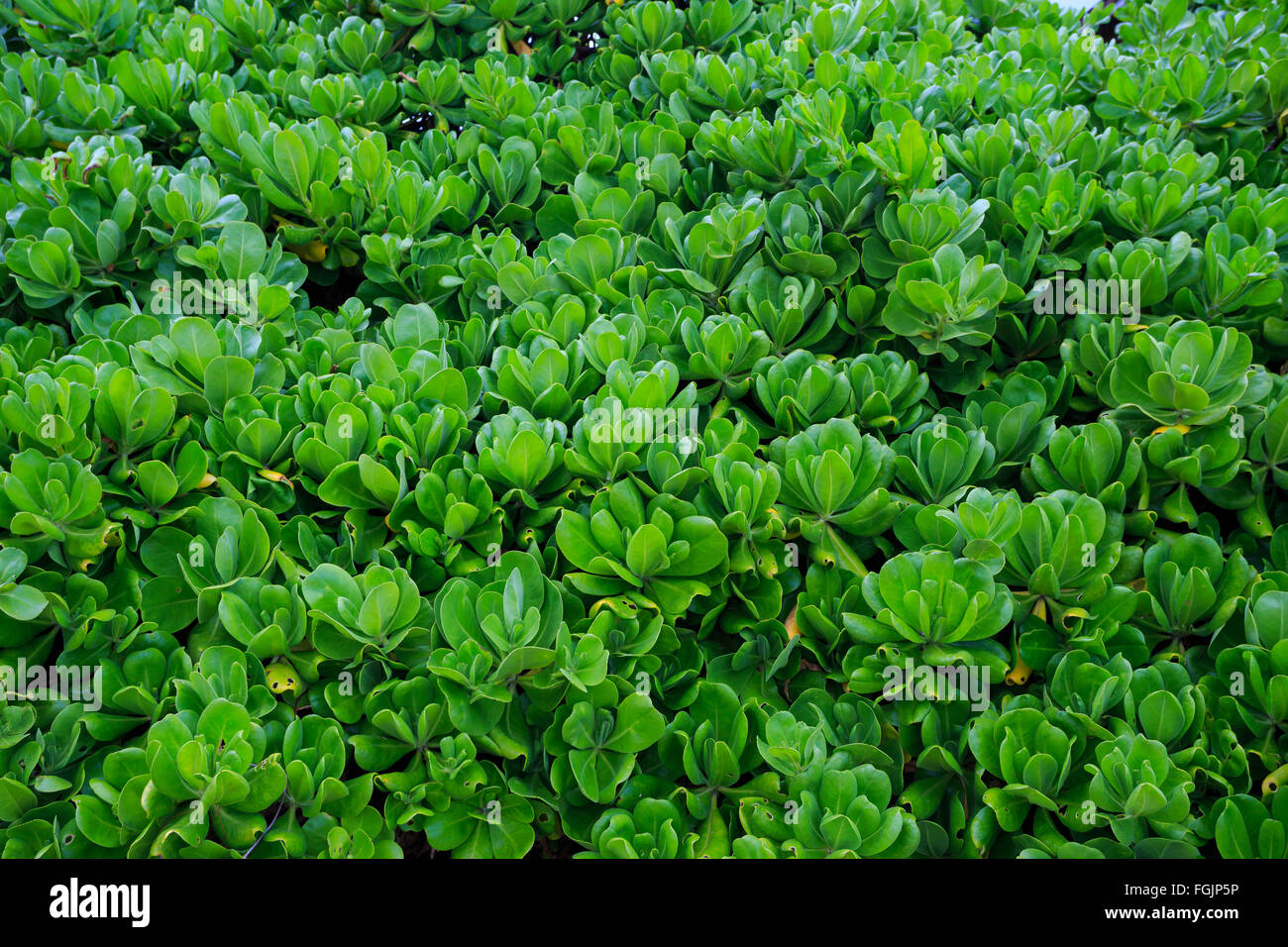 Texture background image of a green plant along a fence in Oahu Hawaii. Stock Photo