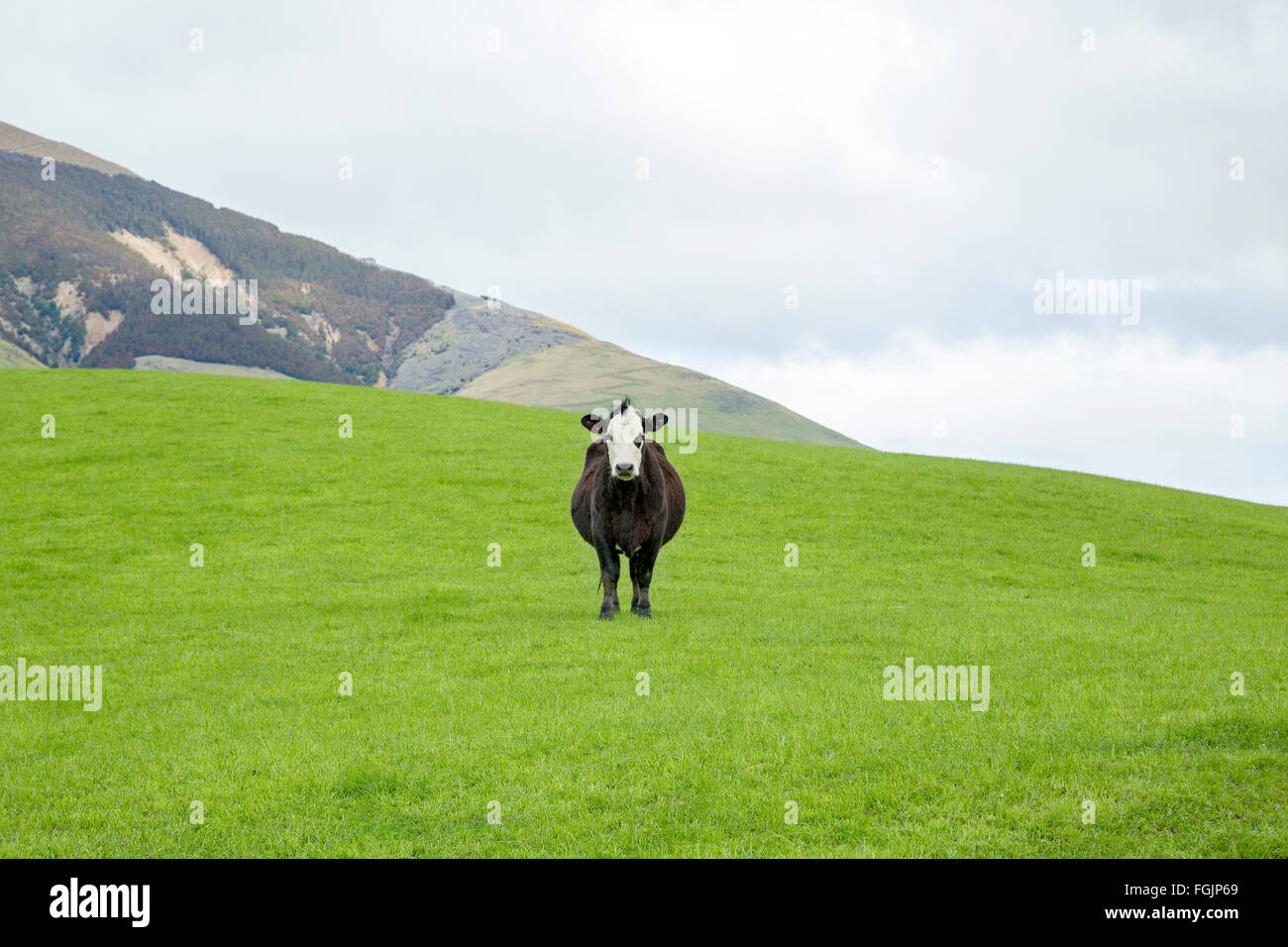 Staring cow on a meadow in South Island, New Zealand Stock Photo
