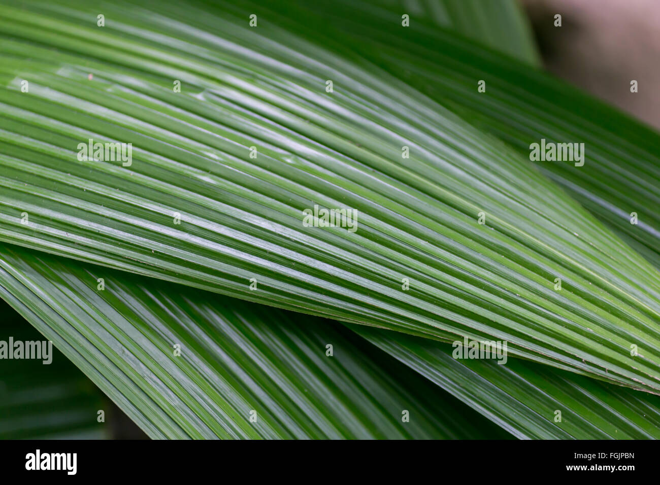 close up of green leaf texture Stock Photo - Alamy