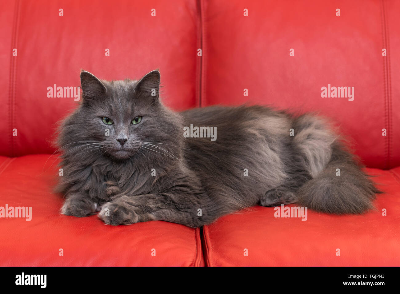 Norwegian Forest Cat lying on red sofa, blue, cat, purebred cat Stock Photo