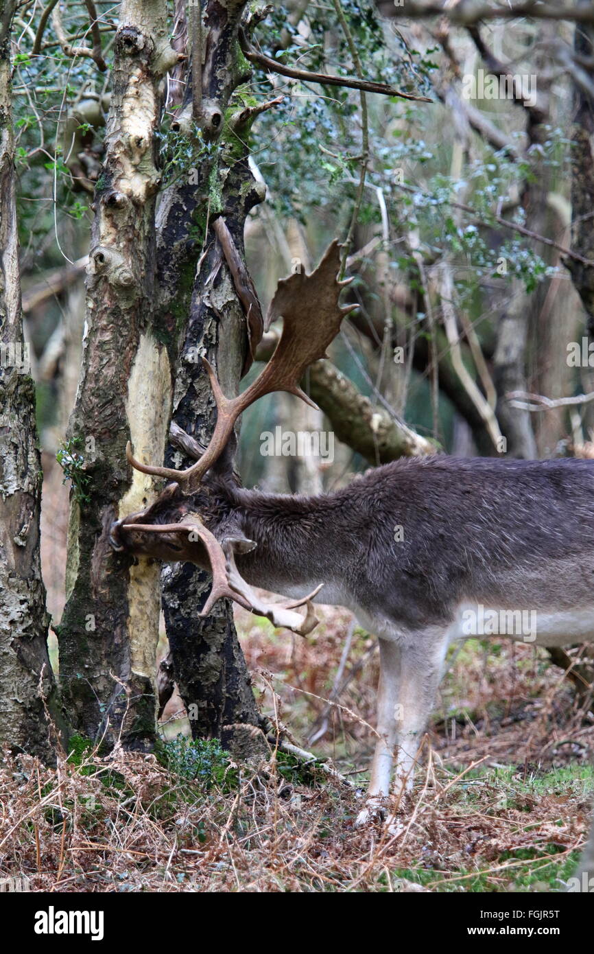 Fallow deer buck, Dama dama Stock Photo