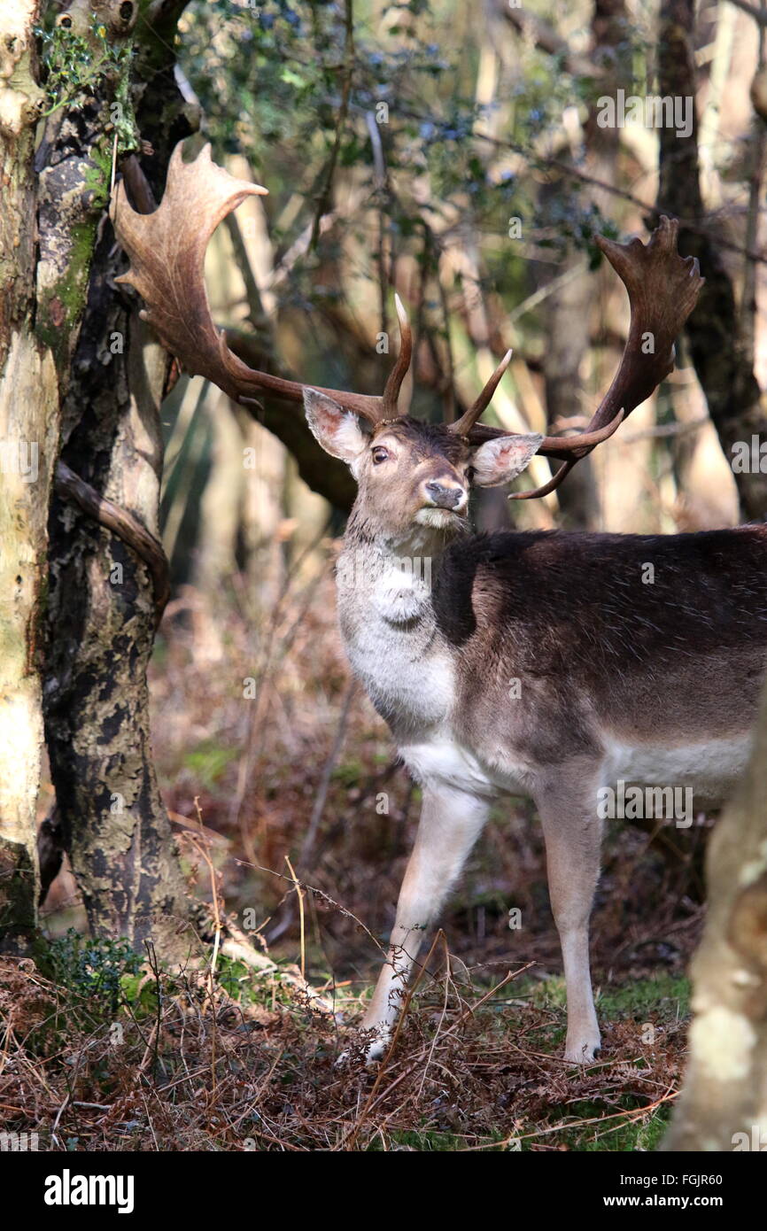 Fallow deer buck, Dama dama standing Stock Photo