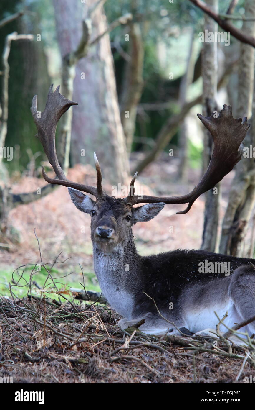 Fallow deer buck, Dama dama Stock Photo