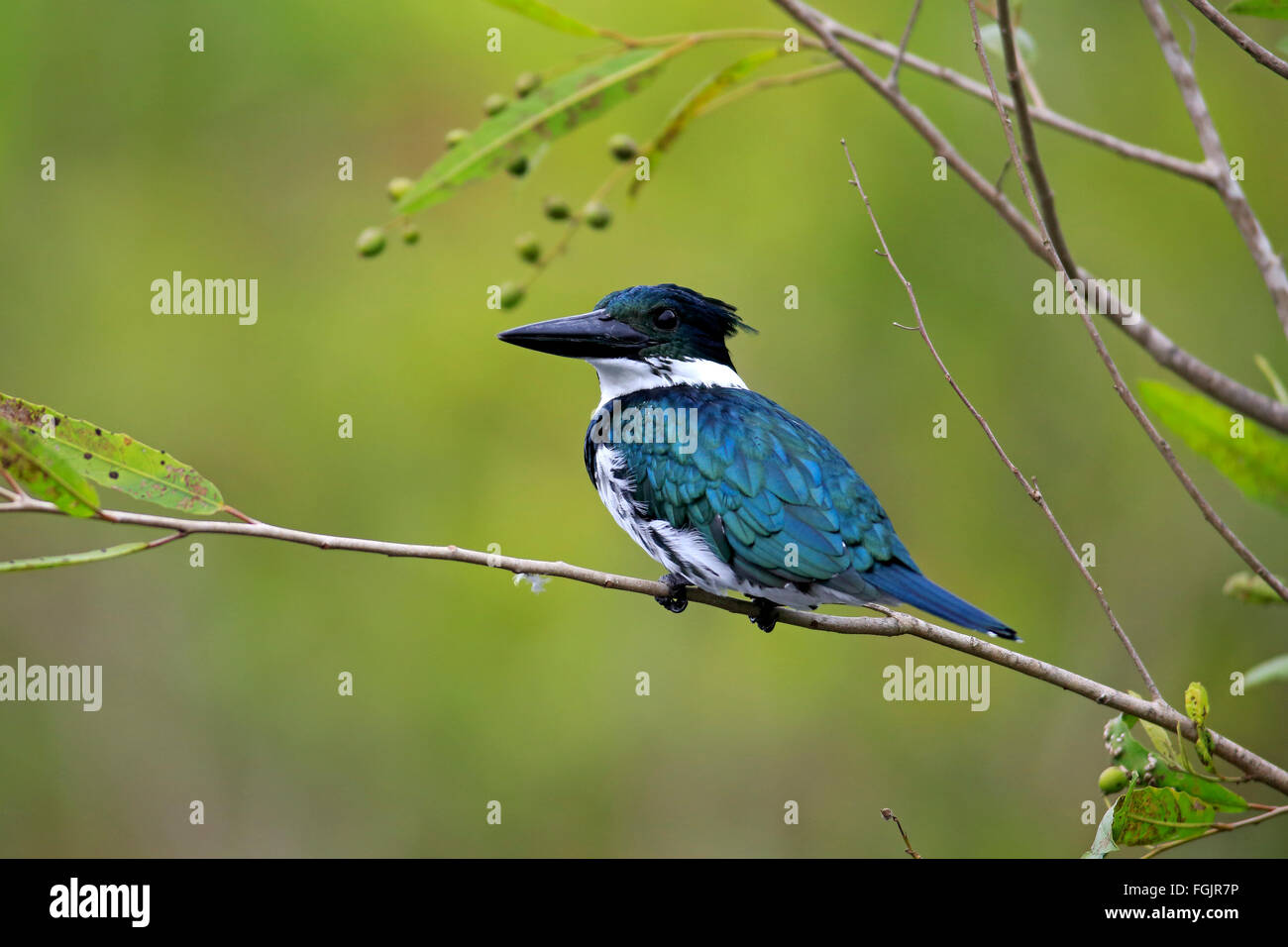 Amazon Kingfisher, adult on branch, Pantanal, Mato Grosso, Brazil, South America / (Chloroceryle amazona) Stock Photo