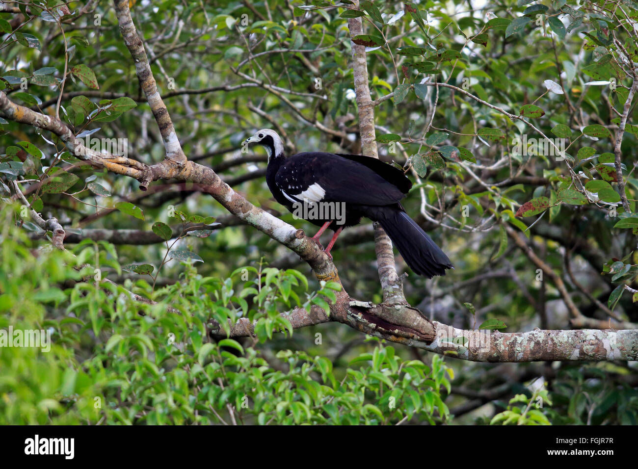 Blue-Throated Piping Guan, adult on tree, Pantanal, Mato Grosso, Brazil, South America / (Pipile cumanensis) Stock Photo