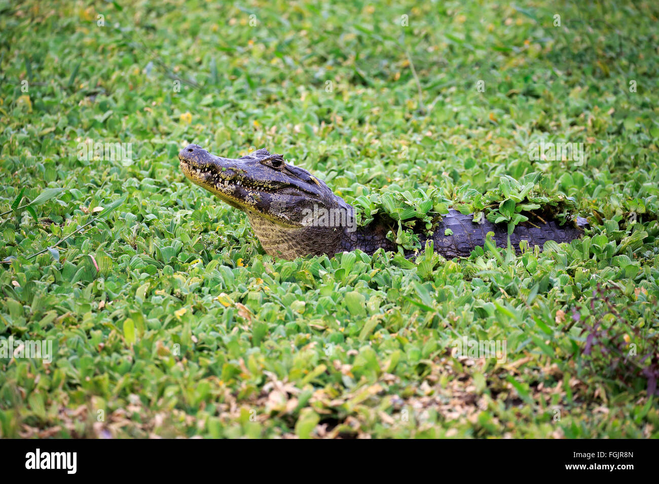 Paraquay Caiman, in Water Lettuce, (Pistia stratiotes), Pantanal, Mato Grosso, Brazil, South America / (Caiman yacare) Stock Photo