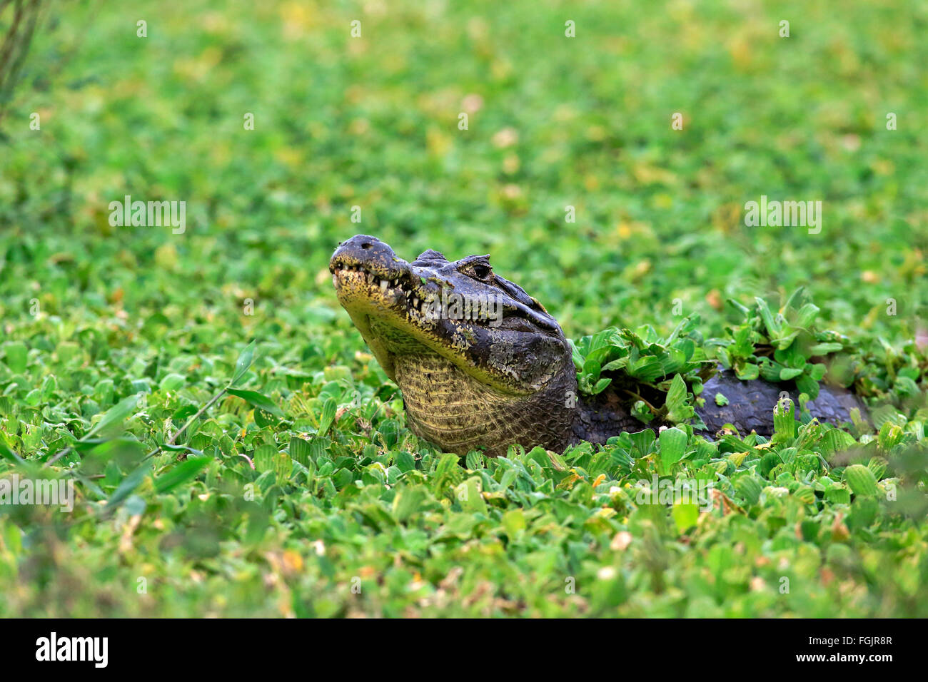 Paraquay Caiman, in Water Lettuce, (Pistia stratiotes), Pantanal, Mato Grosso, Brazil, South America / (Caiman yacare) Stock Photo