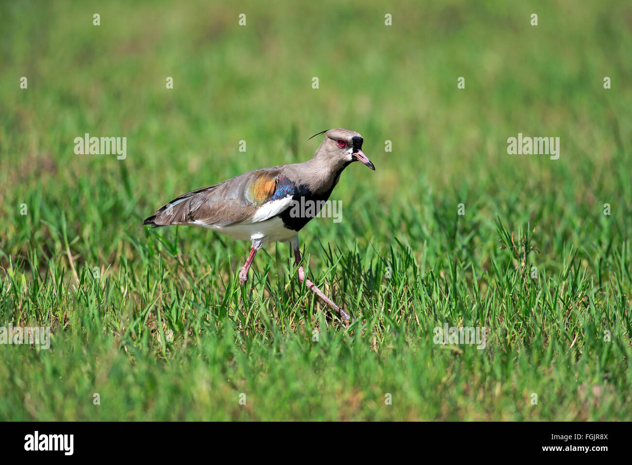 Vanellus chilensis hi-res stock photography and images - Alamy