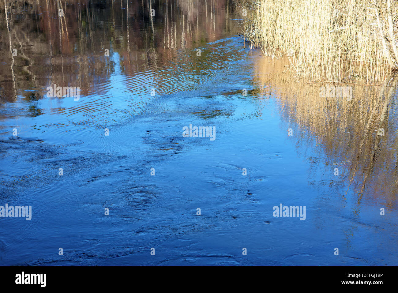 Flowing water in a river. Water twirls and lots of small vortexes are appearing as the river widens after some reed in the backg Stock Photo