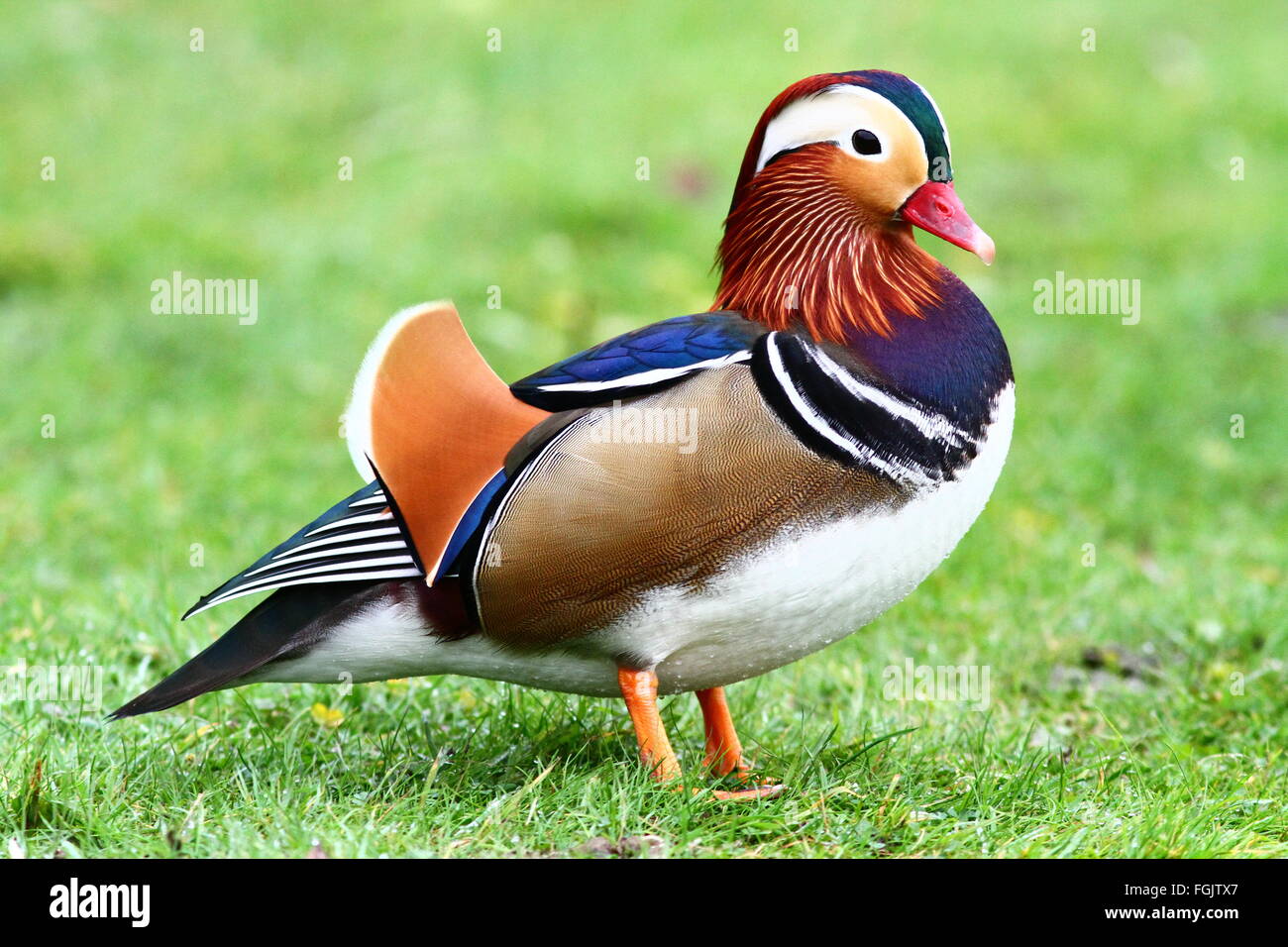 Mandarin Duck Mandarinente Mandarinand Stock Photo 96301023 Alamy