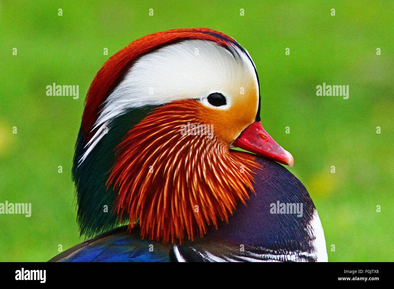 Mandarin duck male close up head Stock Photo Alamy