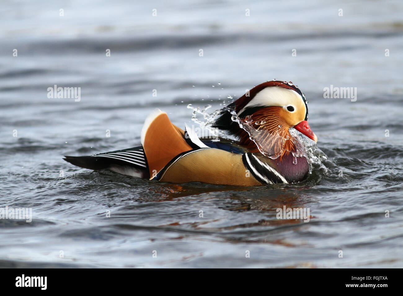 Mandarin duck / Colorful Bird bathing and splashing water Stock Photo