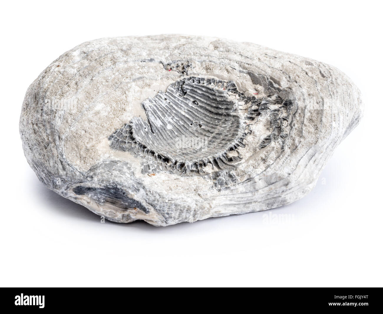 Fossil of Cretaceous period shot on white background Stock Photo