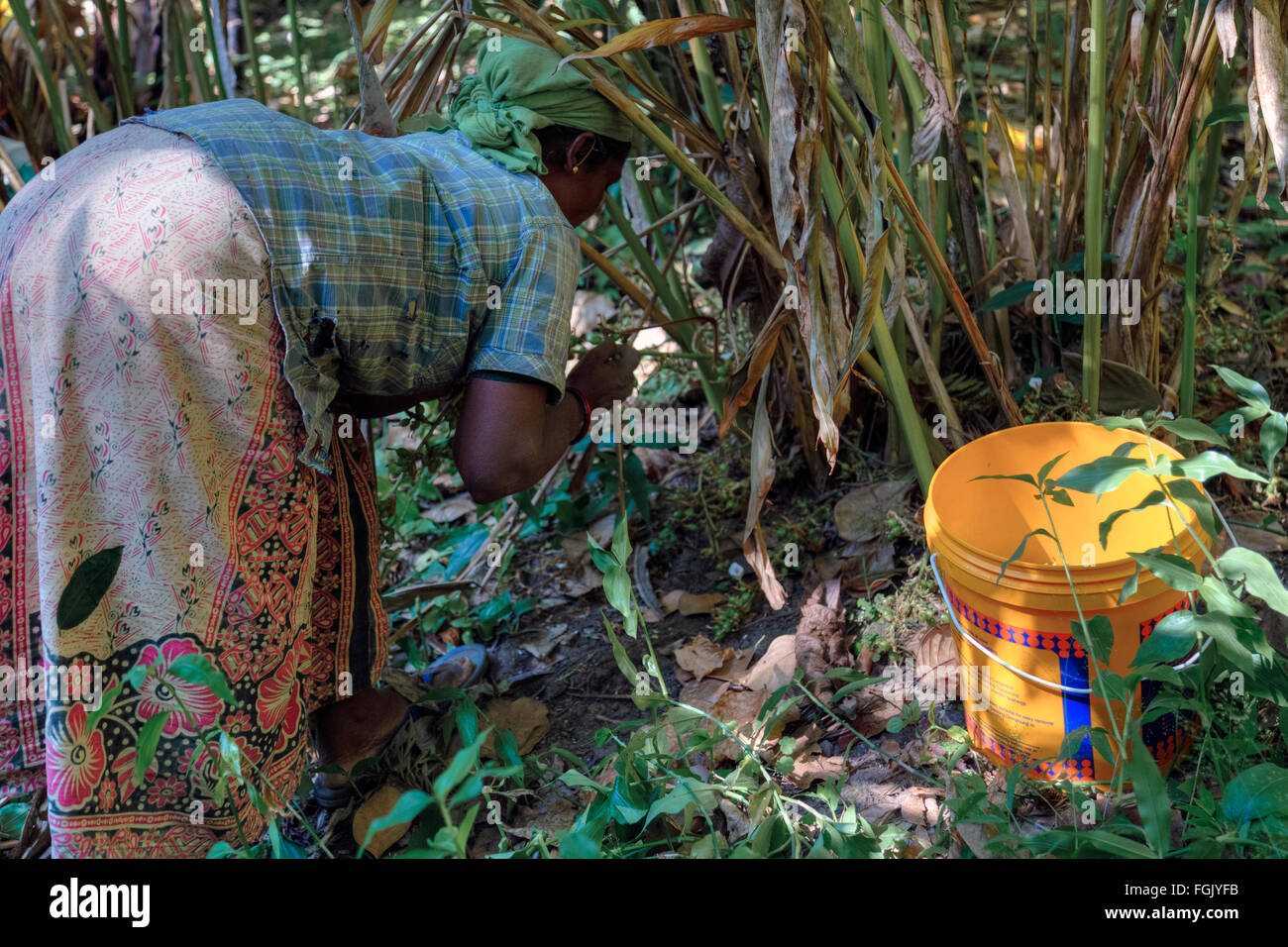 cardamom plantation, Thekkady, Periyar, Kerala, South India, Asia Stock Photo