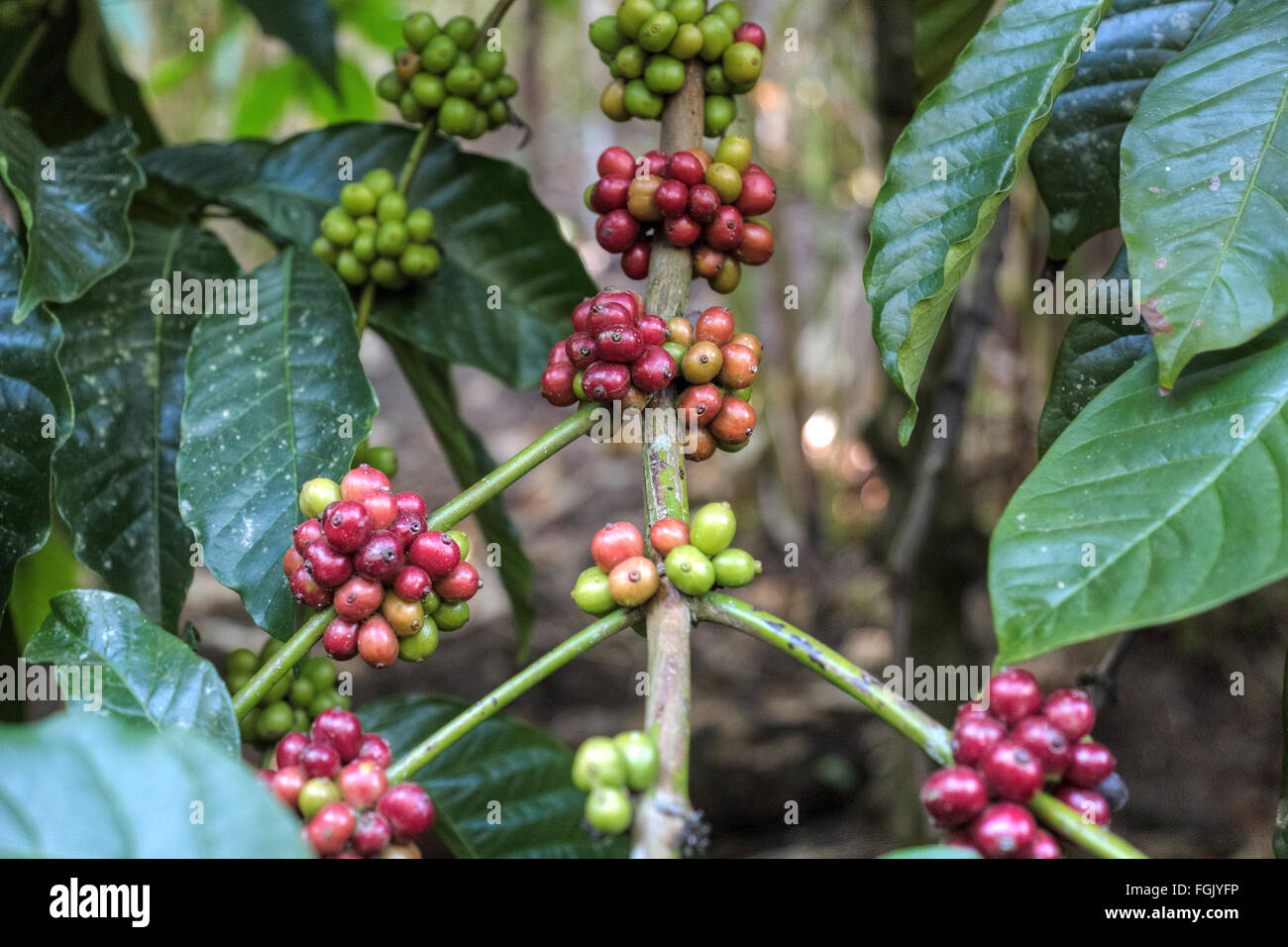 coffee berries on a shrub in Periyar, Thekkady, Kerala, South India Stock Photo