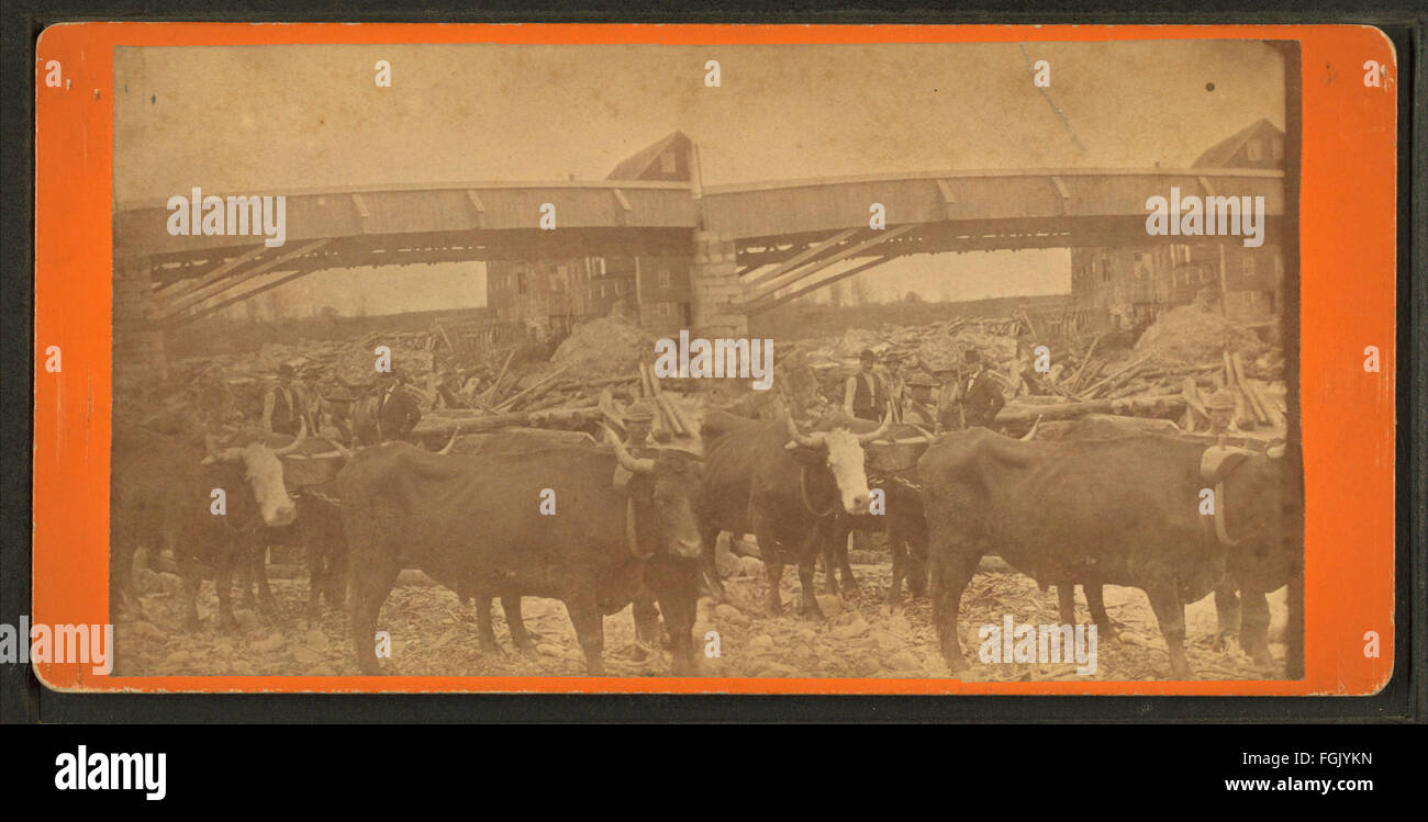 Oxen power, Maine scene, from Robert N. Dennis collection of