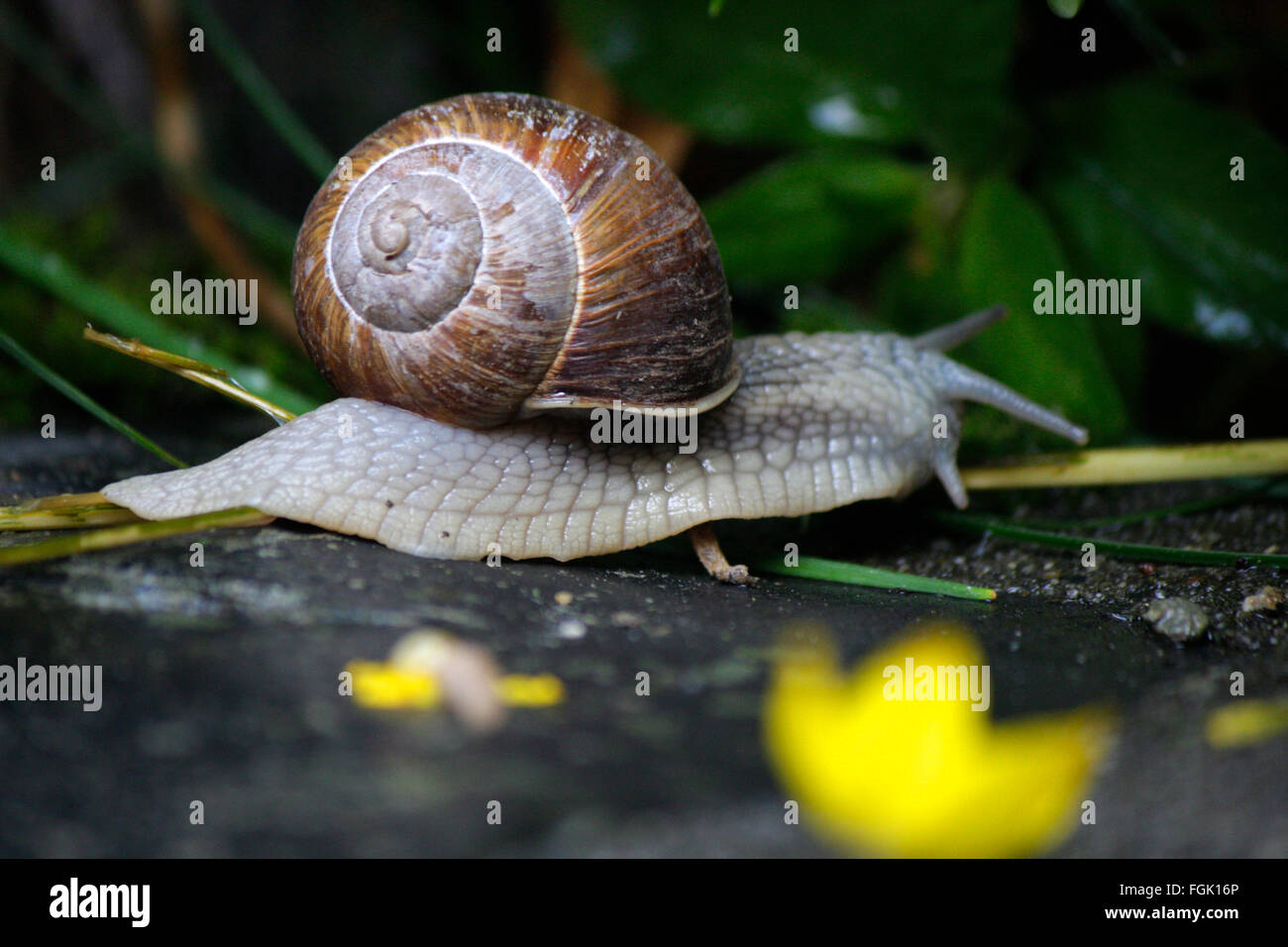 Schnecke, Chamonix, Frankreich. Stock Photo