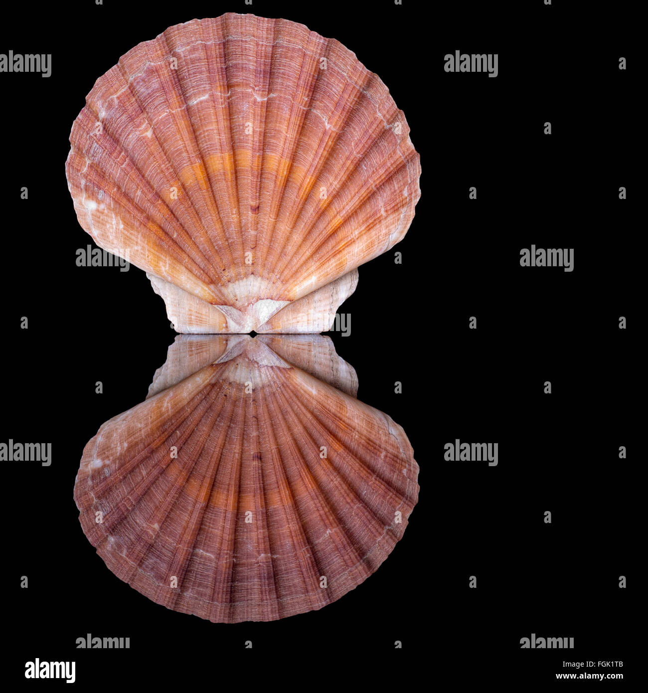 Beautiful flat aka zigzag scallop shell, reflected. Stock Photo