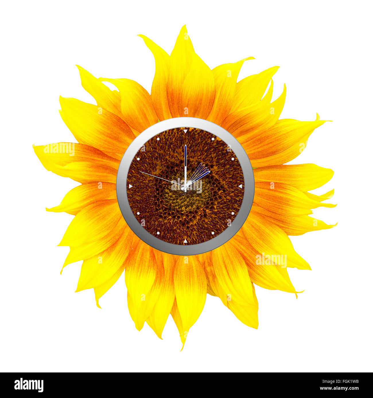 Sunflower clock. Summer time starts, isolated on white. Stock Photo