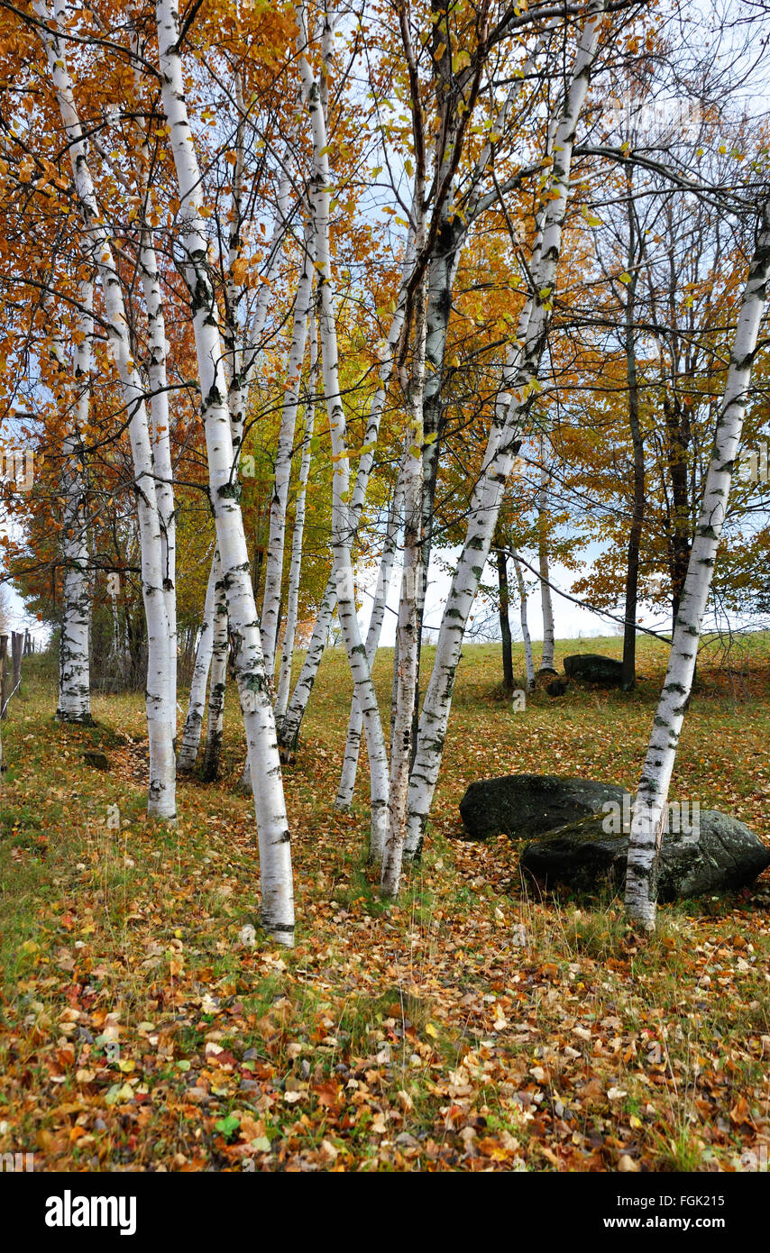 New england fall trees hi-res stock photography and images - Alamy