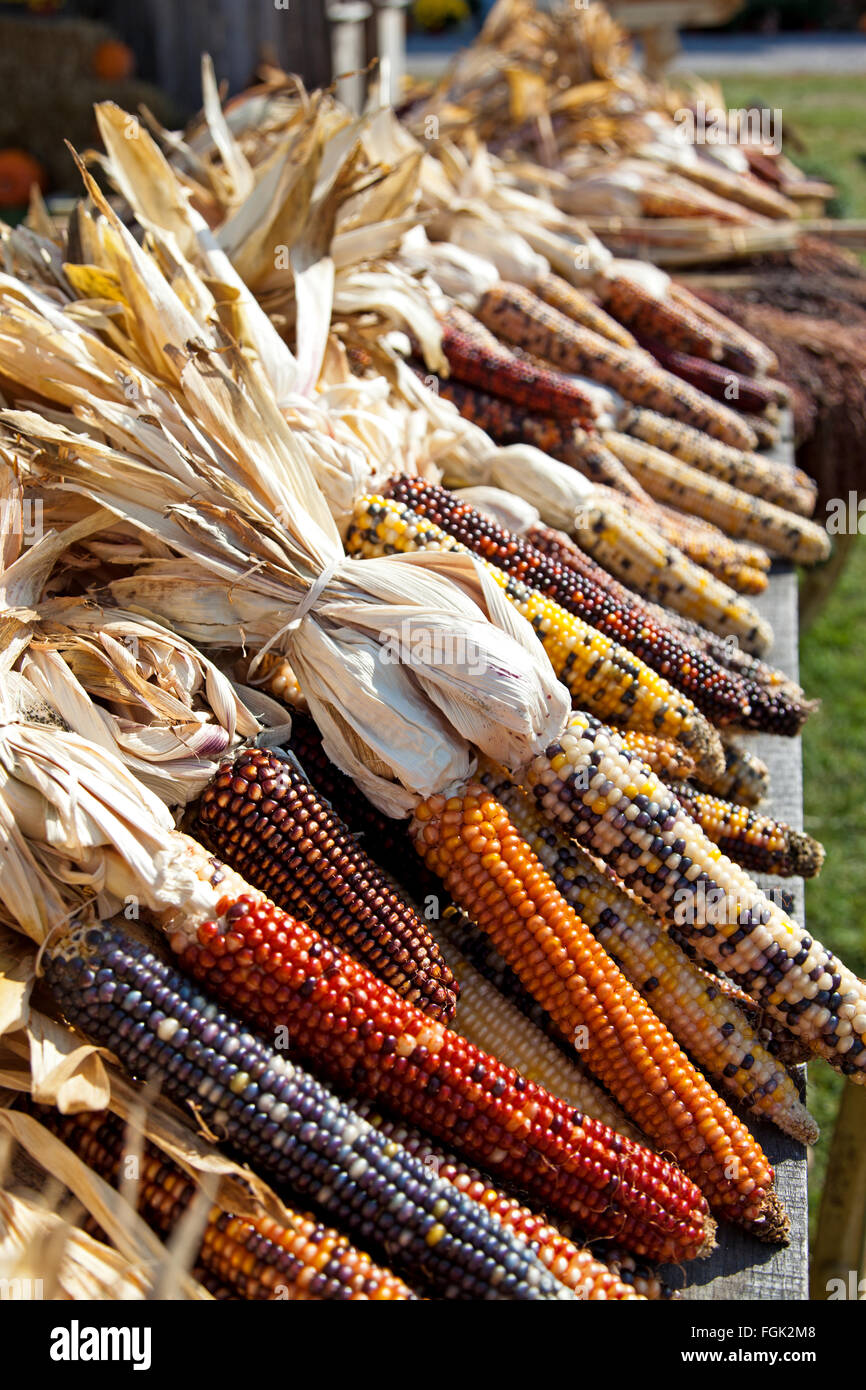 Autumn harvest time brings in wagon loads of dried Indian corn and is displayed on this road side farmers wagon. Indian corn is Stock Photo