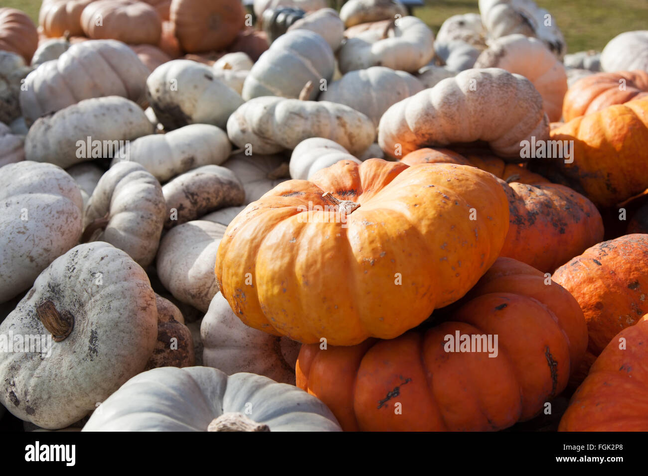 Assorted white and orange gourds are stacked in a farmers wagon Stock Photo